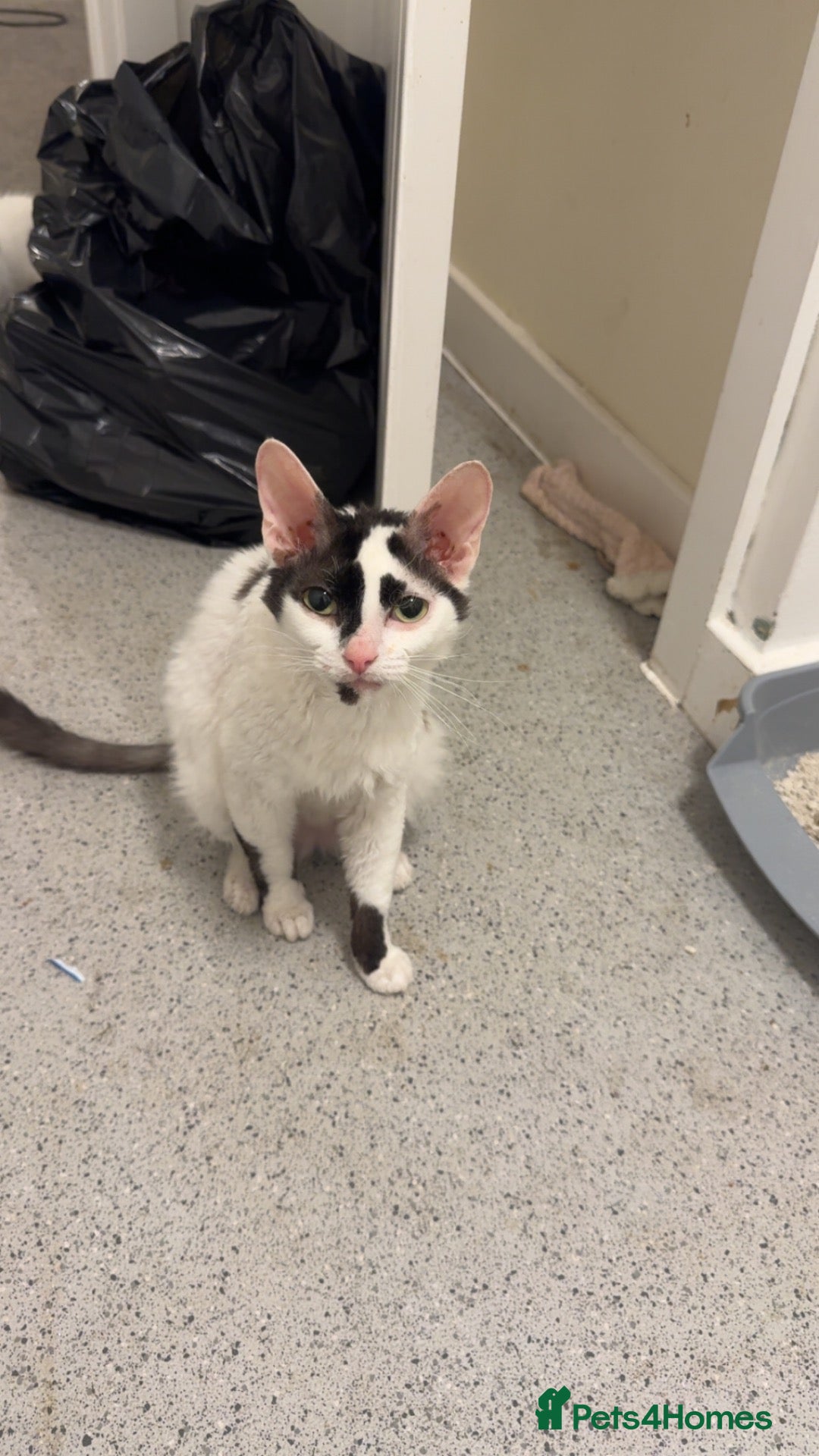 Cornish Rex cats Mixed Rex kittens  - Advert 2