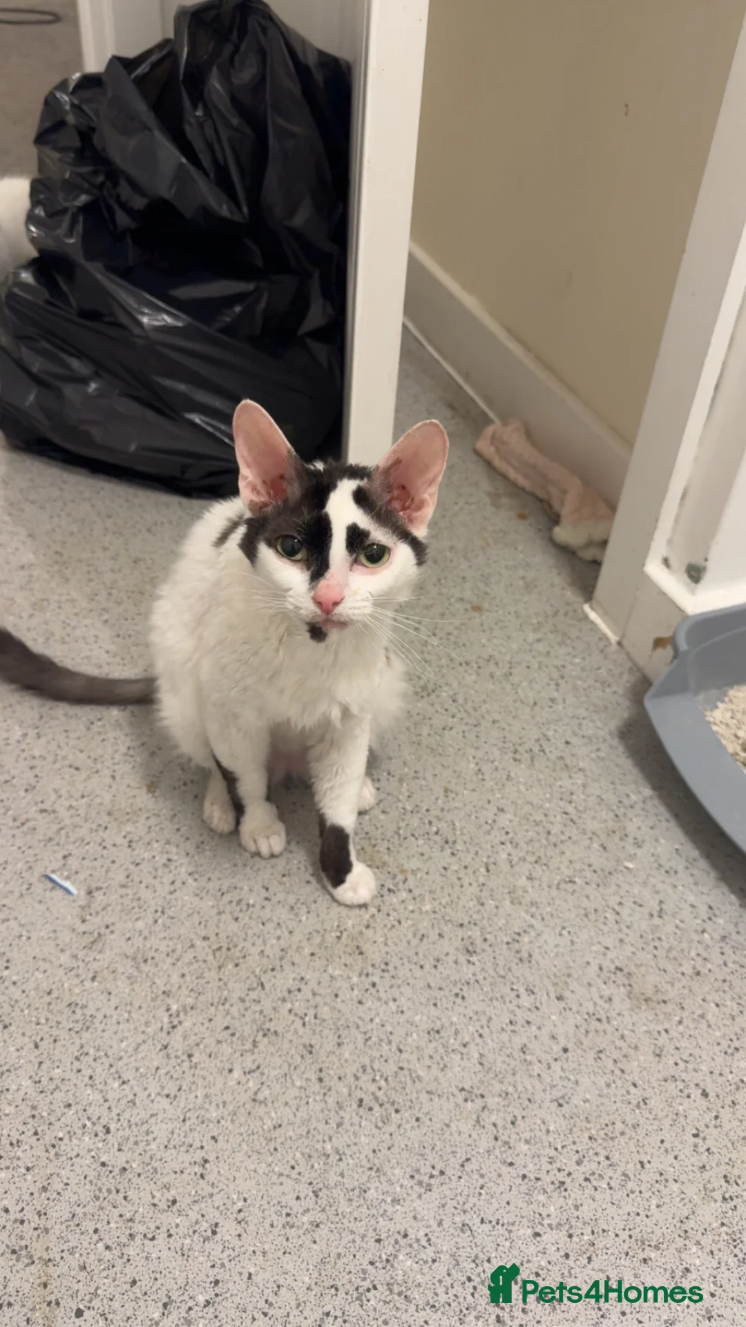 Cornish Rex cats for sale: Mixed Rex kittens  in Stratford-upon-Avon - Advert 1