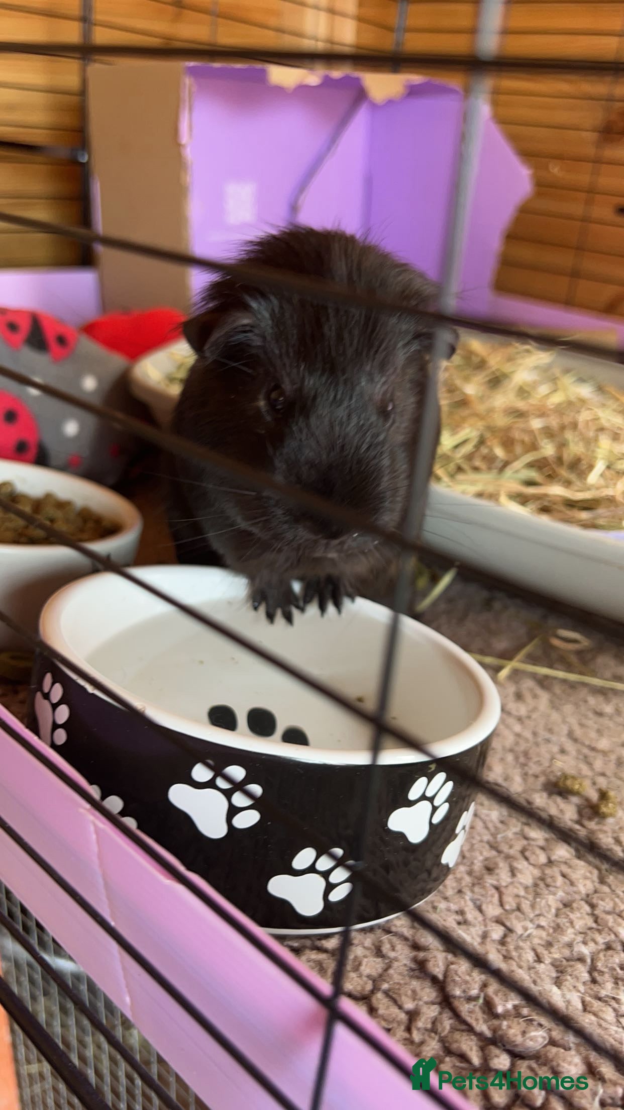 Guinea Pig rodents Rehome needs partner  - Advert 1