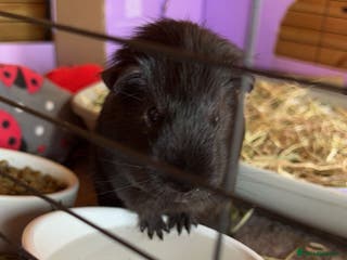 Guinea Pig rodents Rehome needs partner - Advert 1