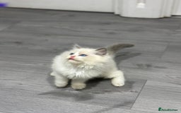 Ragdoll cats for sale: Stunning Ragdoll Boy - Image 6
