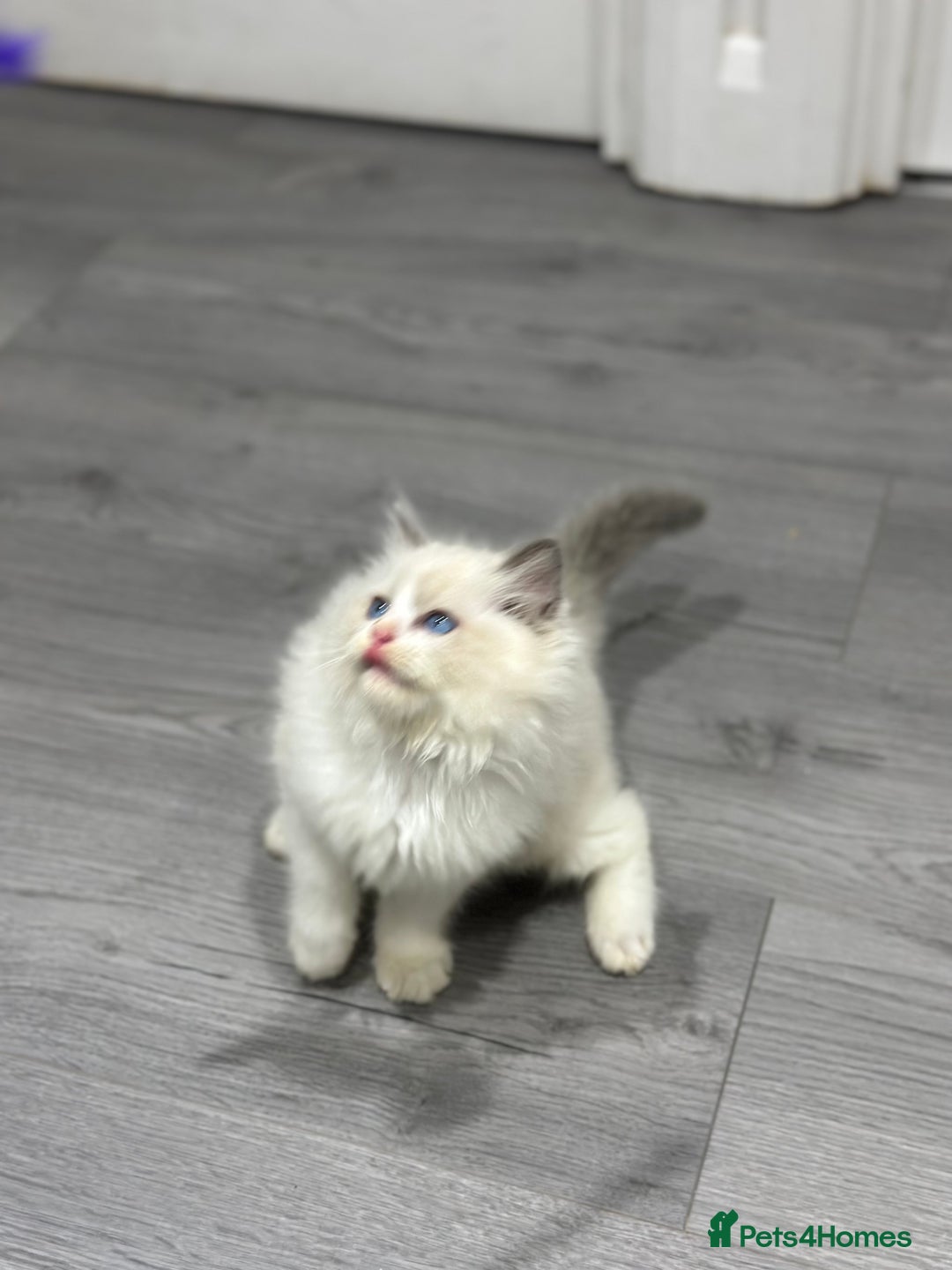Ragdoll cats for sale: Stunning Ragdoll Boy - Image 6