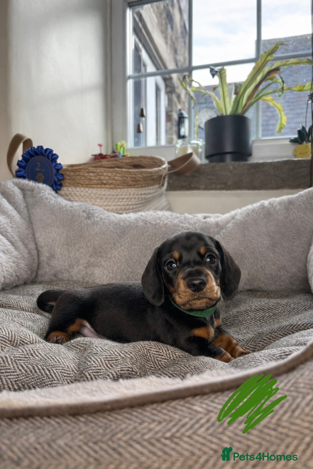 Miniature Dachshund dogs for sale: Miniature dachshunds-Blue & tan ,black & tan left - Advert 6