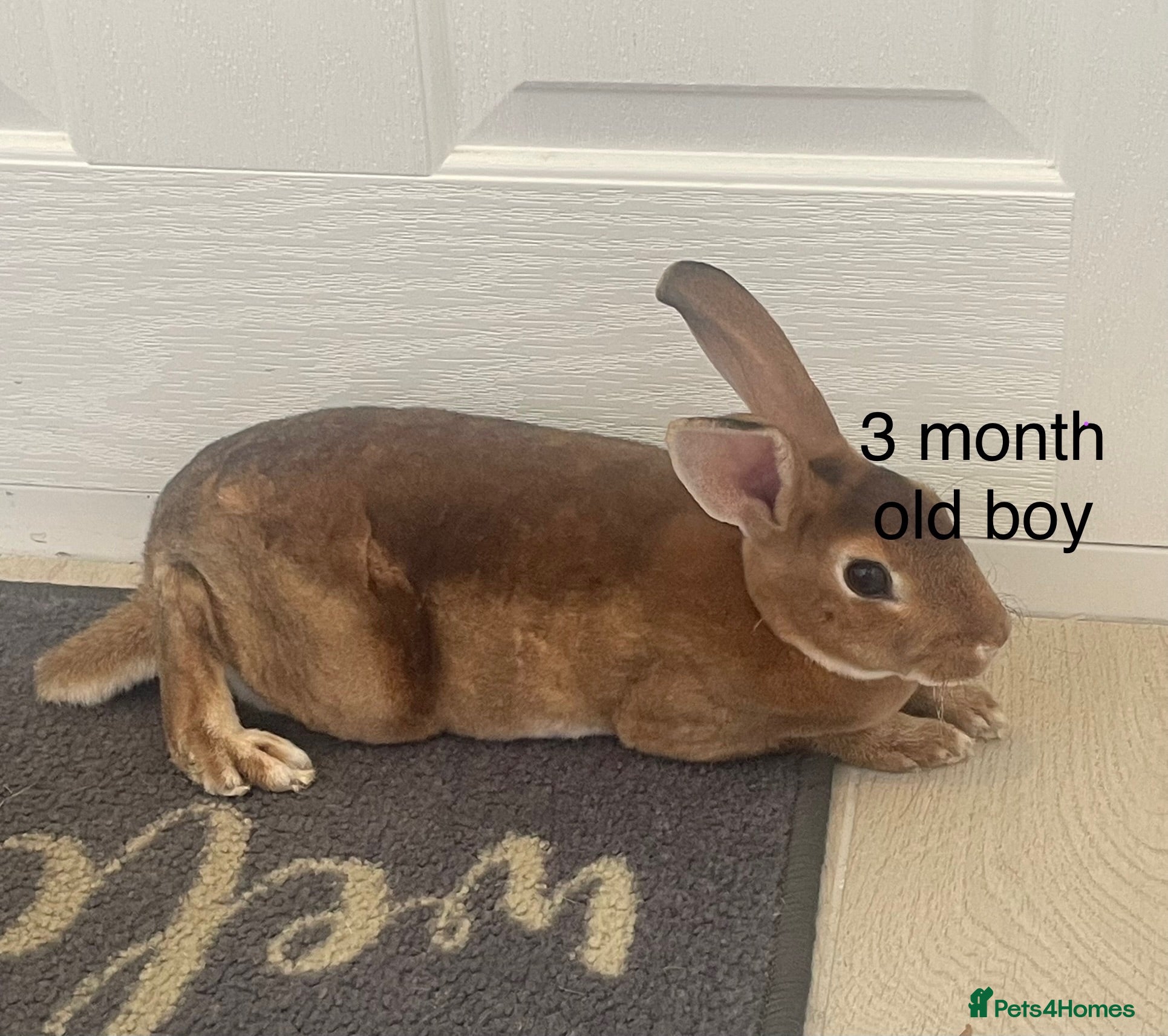 Rex rabbits Pure bred mini Rex 🐰  - Advert 5