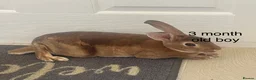 Rex rabbits for sale: Pure bred mini Rex 🐰  - Advert 5