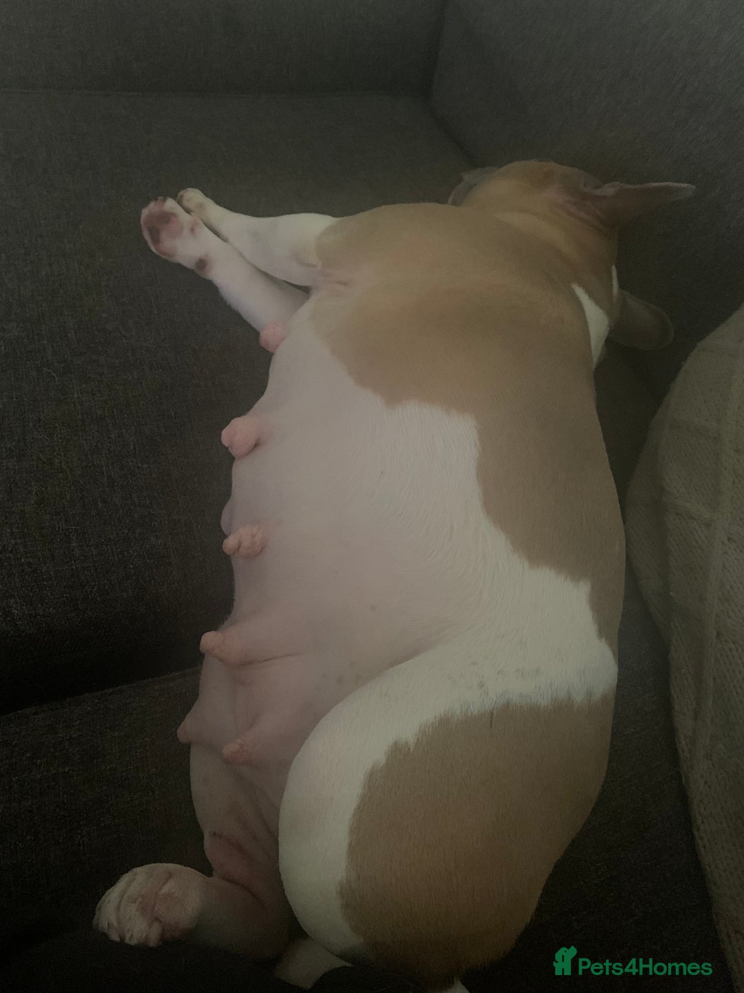 French Bulldog dogs for sale: French bulldog puppies with blue and merle  - Image 6