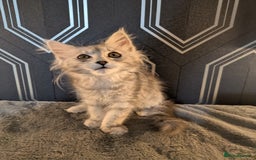 Maine Coon cats for sale: Pedigree Maine coons ready 17/11/25 - Advert 5