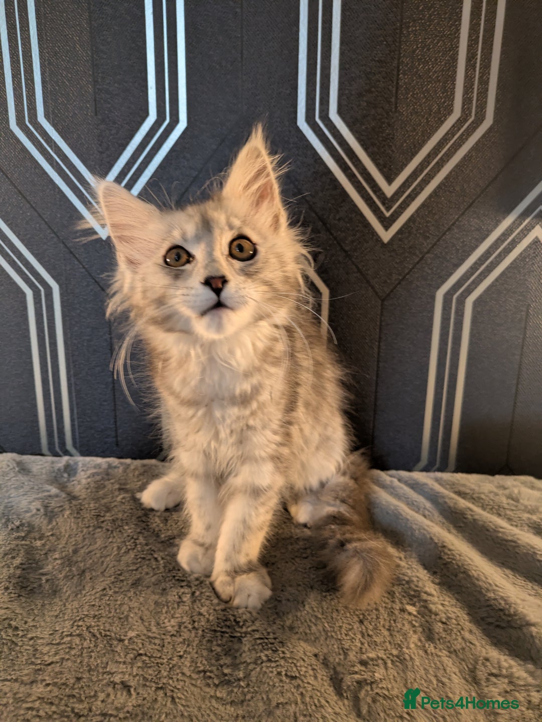 Maine Coon cats for sale: Pedigree Maine coons ready 17/11/25 - Advert 5