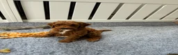 Australian Labradoodle dogs for sale: Australian Male Labradoodle Puppy for Sale - Advert 7