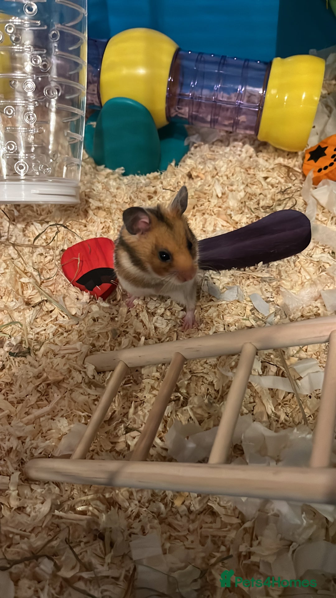 Hamster rodents for sale: Selling Syrian hamster  - Image 5