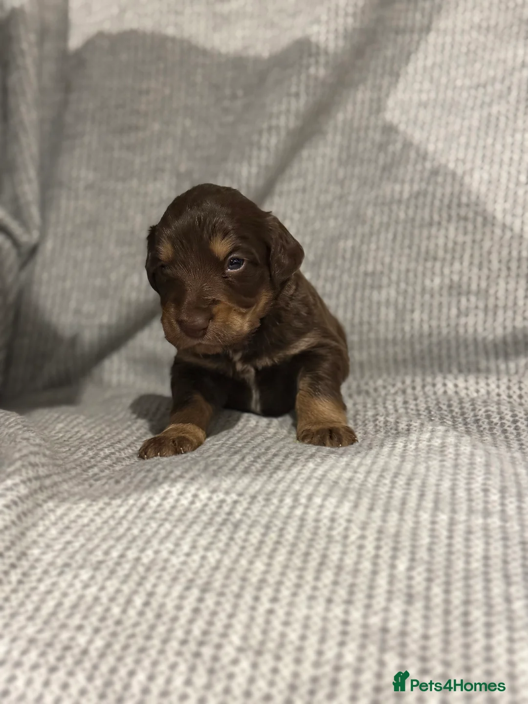 Mixed Breed dogs for sale: Stunning coloured cocker x collie puppies  - Advert 7