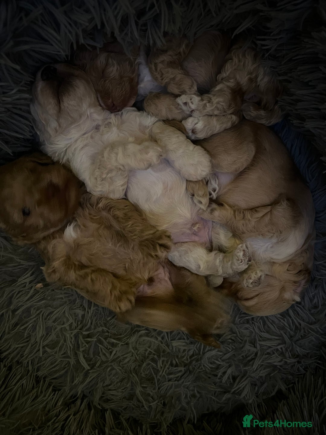 Cockapoo dogs for sale: Cockapoos for sale.  - Advert 11