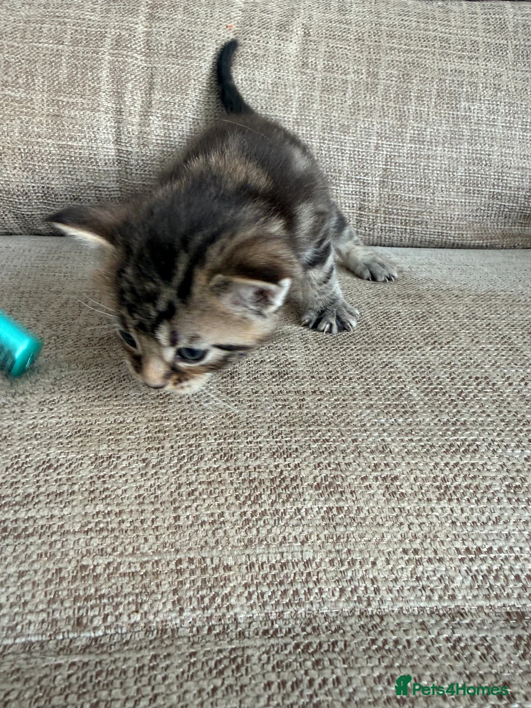 Maine Coon cats for sale: Gorgeous Fluffy Maine Coon Kittens  - Advert 32