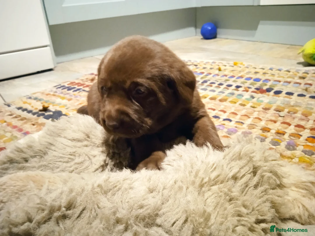 Labrador Retriever dogs for sale: KC CHOCOLATE LABRADORS PUPPIES, H TESTED PARENTS  - Advert 11