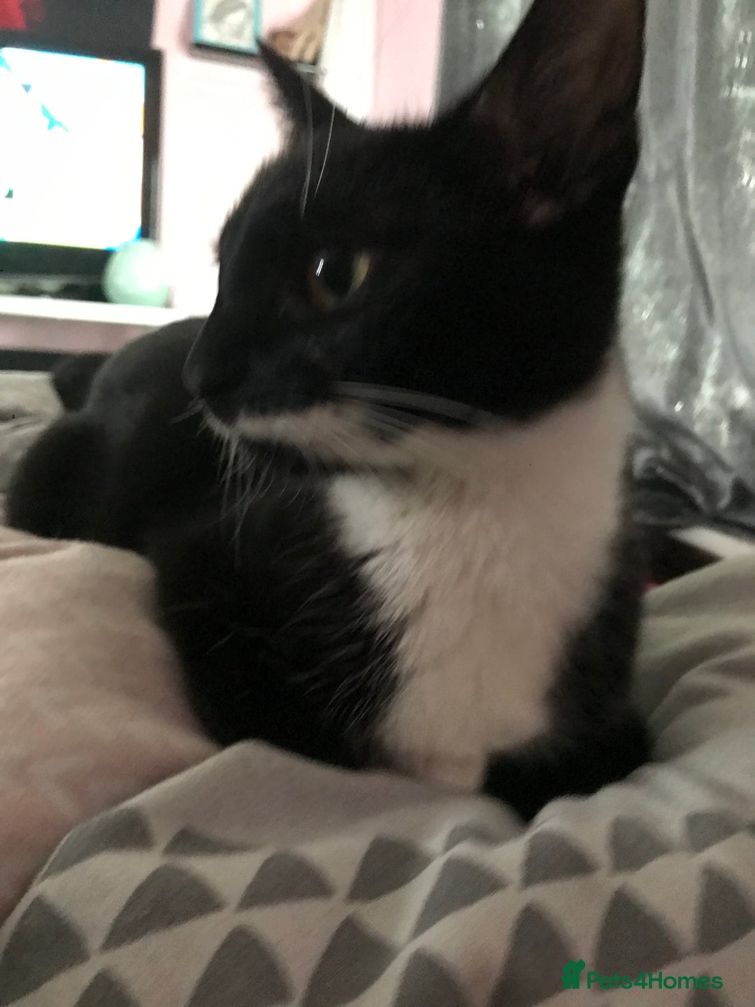 British Shorthair cats for sale: Tuxedo and black cat 🖤 - Image 3