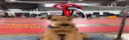 Airedale Terrier dogs for sale: 🌟 One Girl Available 🌟  - Advert 10