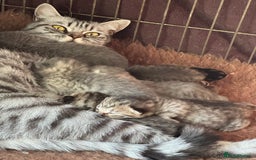 British Shorthair cats for sale: British short hair / Scottish striaght  - Image 12
