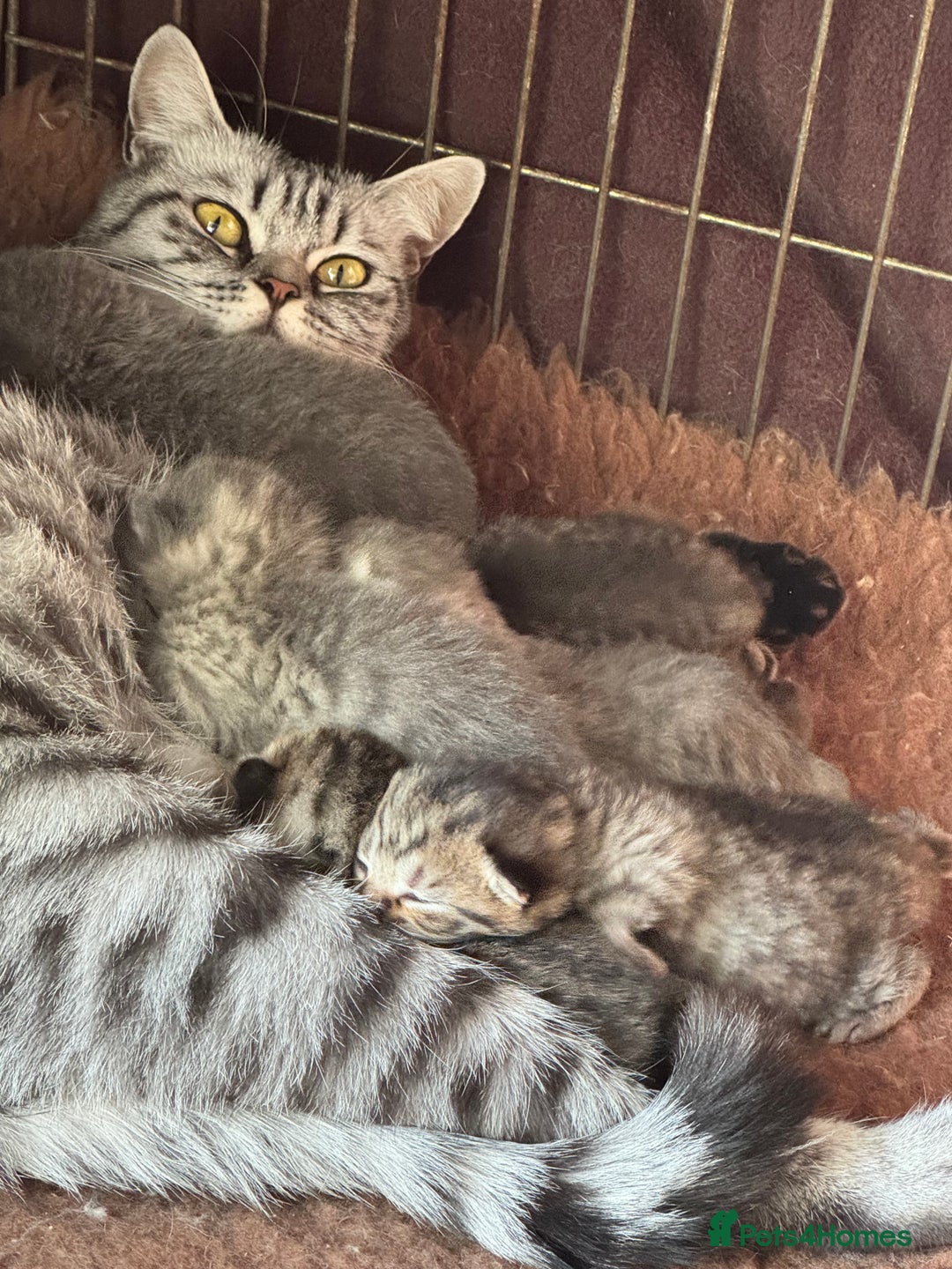 British Shorthair cats for sale: British short hair / Scottish striaght  - Image 12