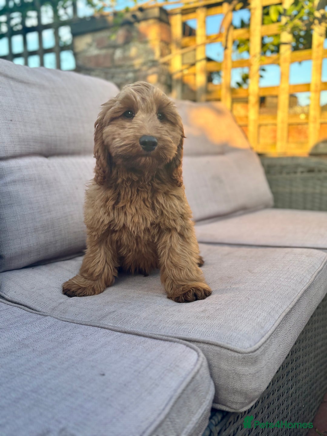Cockapoo dogs for sale: Gorgeous quality health checked F1 Cockapoos  in Market Drayton - Image 18