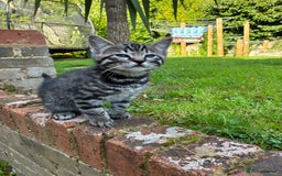 Mixed Breed cats for sale: Adorable Playful Happy Mixed breed kittens - Image 9