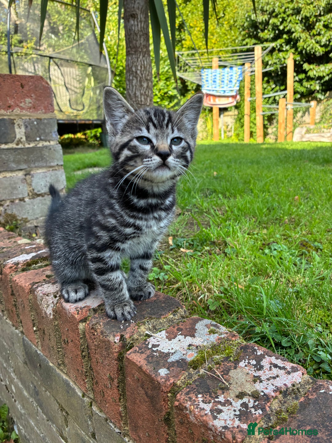 Mixed Breed cats for sale: Adorable Playful Happy Mixed breed kittens - Image 9