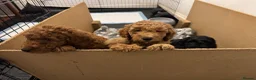 Cockapoo dogs for sale: 5 beautiful cockapoos puppies  - Advert 19