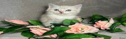 Mixed Breed cats for sale: 6 cute blue-eyed Ragdoll and BSH mix kittens  - Advert 12