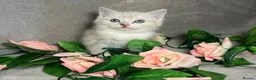 Mixed Breed cats for sale: 6 cute blue-eyed Ragdoll and BSH mix kittens  - Advert 12