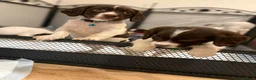 Cocker Spaniel dogs for sale: Cocker spaniel puppies ready for forever home - Advert 9
