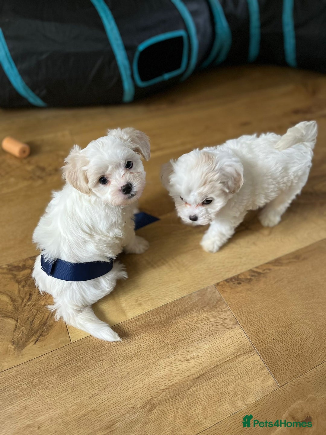Mixed Breed dogs for sale: Two Gorgeous Puppies Remaining!  - Advert 5