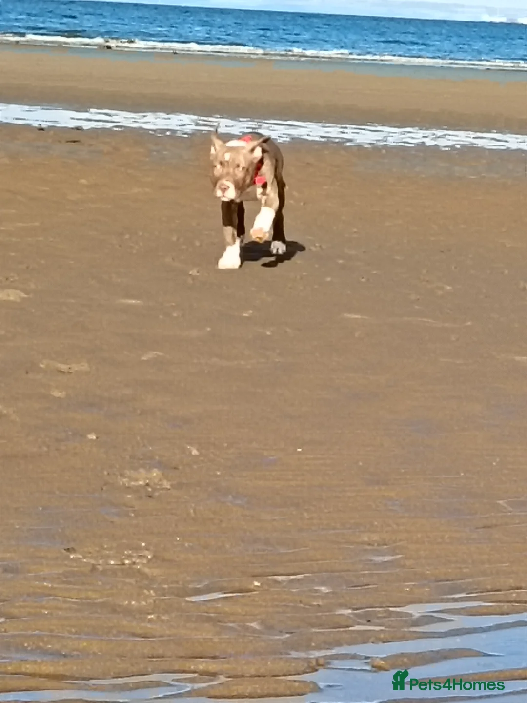 American Bulldog dogs for sale: American bulldog female  in Wishaw - Advert 4