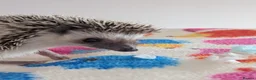 Pygmy Hedgehog rodents for sale: Gorgeous 11 week old Female/Ready Now!!! - Advert 9