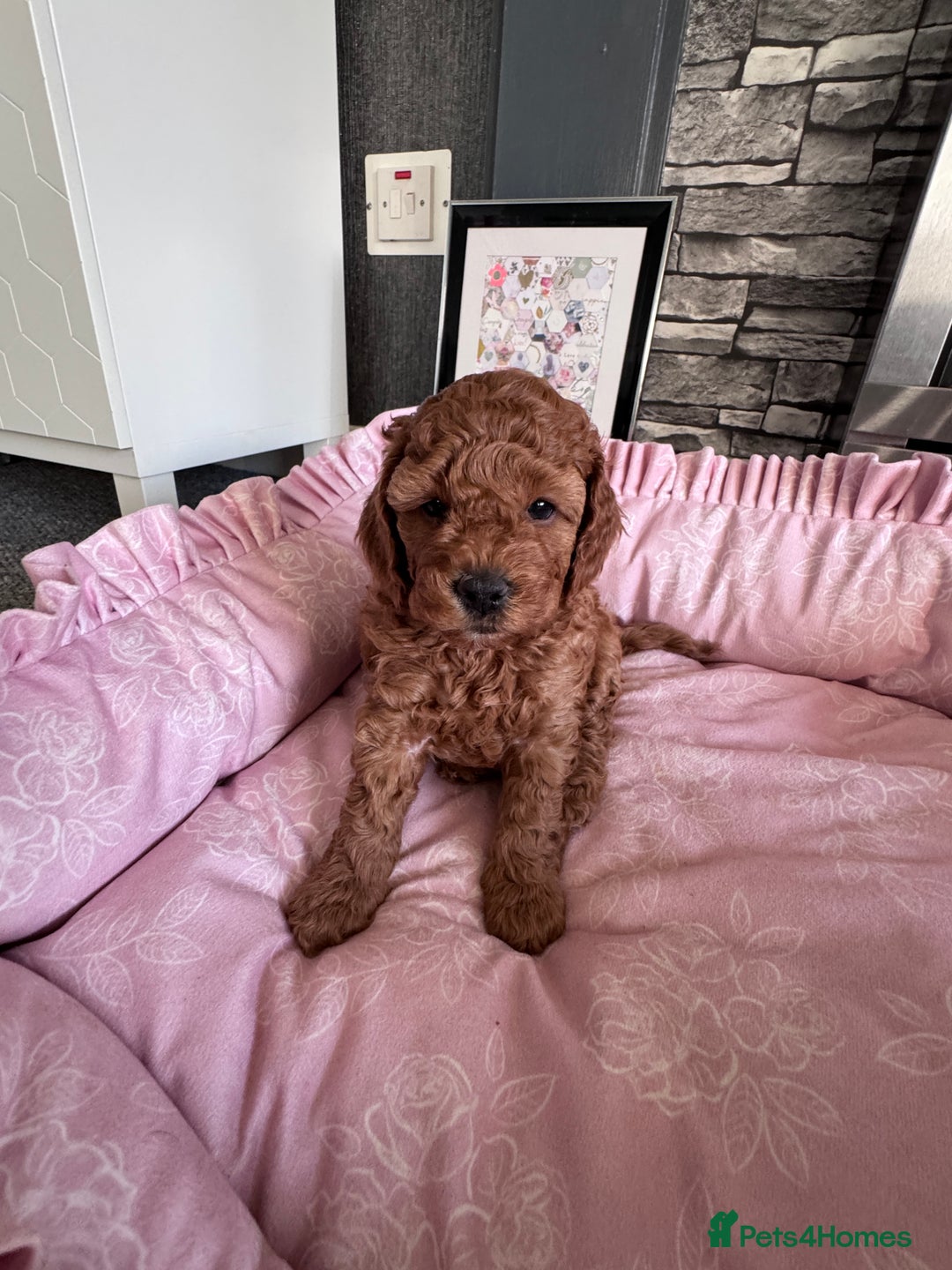Cockapoo dogs for sale: Stunning Miniature Cockapoo puppies. - Advert 3