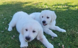 Golden Retriever dogs for sale: Beautiful Golden Retriever puppies - Image 5