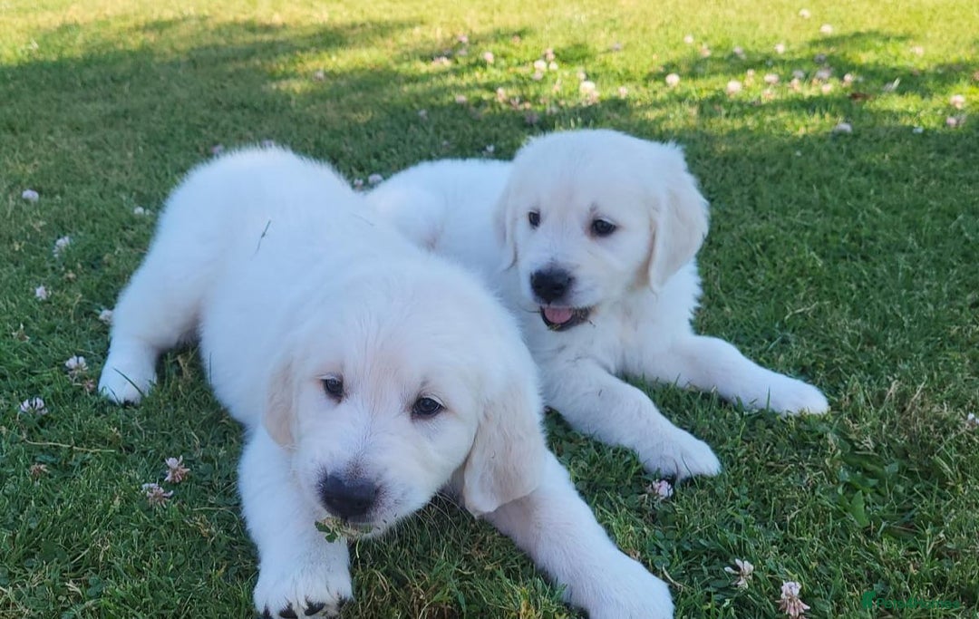 Golden Retriever dogs for sale: Beautiful Golden Retriever puppies - Image 5
