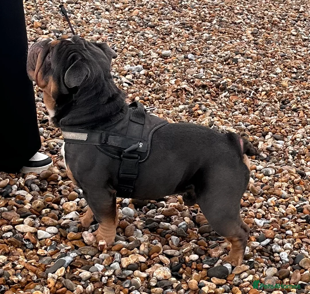 English Bulldog dogs for stud: Blue Tri stud boy  - Advert 12