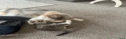 Mixed Breed cats for sale: Persian Cross Kittens 🐾🩵🩵🩵🩷 - Advert 4