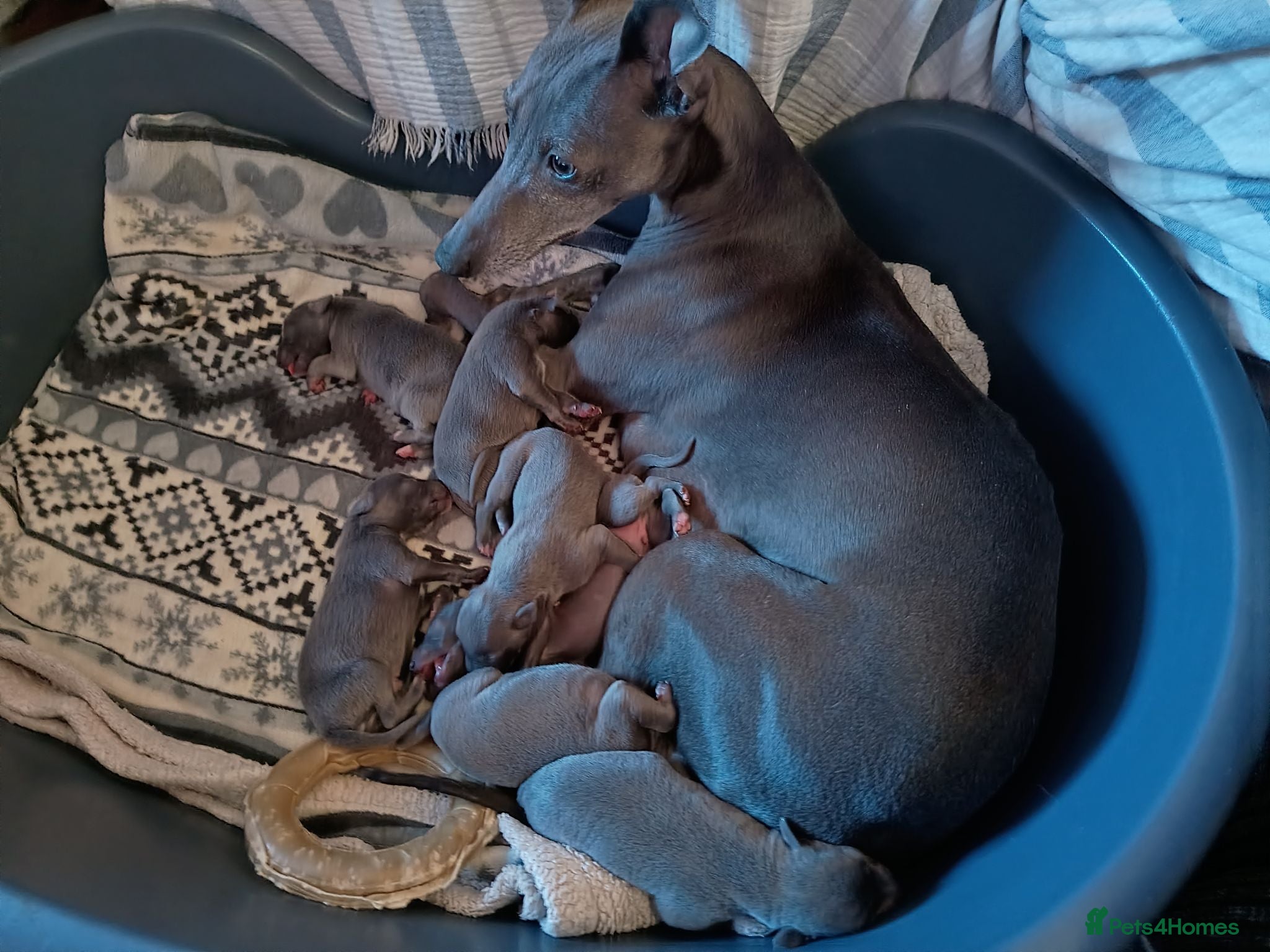 Whippet dogs Whippet KC Registered - (Solid) Blue Puppies - Advert 1