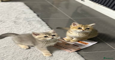 British Shorthair cats - Advert 8