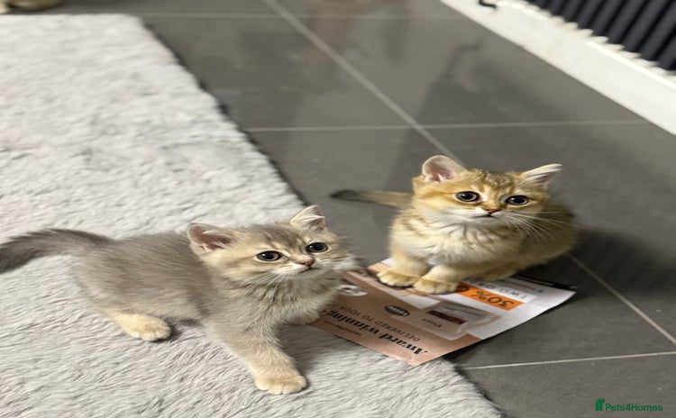 British Shorthair cats - Advert 16