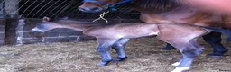 Other Breed horses for sale: Unbroken 16’2 German warmblood x Appaloosa  - Advert 2