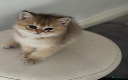 Scottish Fold cats for sale: Lovely Scottish Straight Kittens Ready fo Families - Advert 10