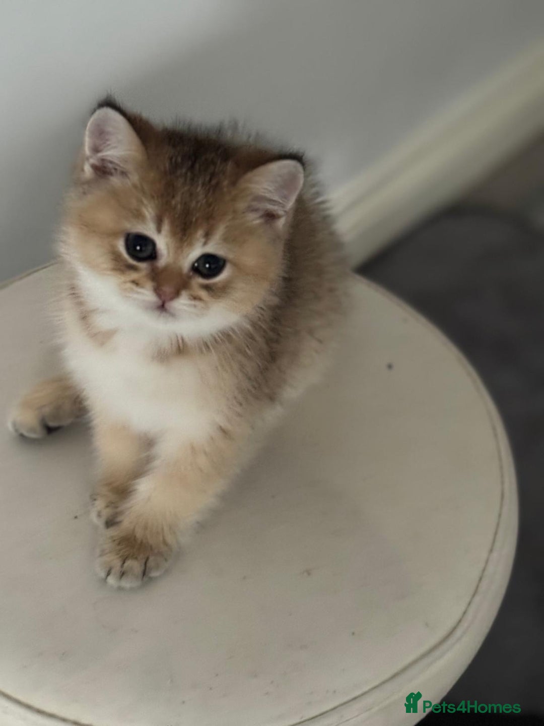 Scottish Fold cats for sale: Lovely Scottish Straight Kittens Ready fo Families - Advert 10