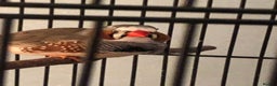 Finches birds for sale: Zebra finch needs a new home - Advert 2