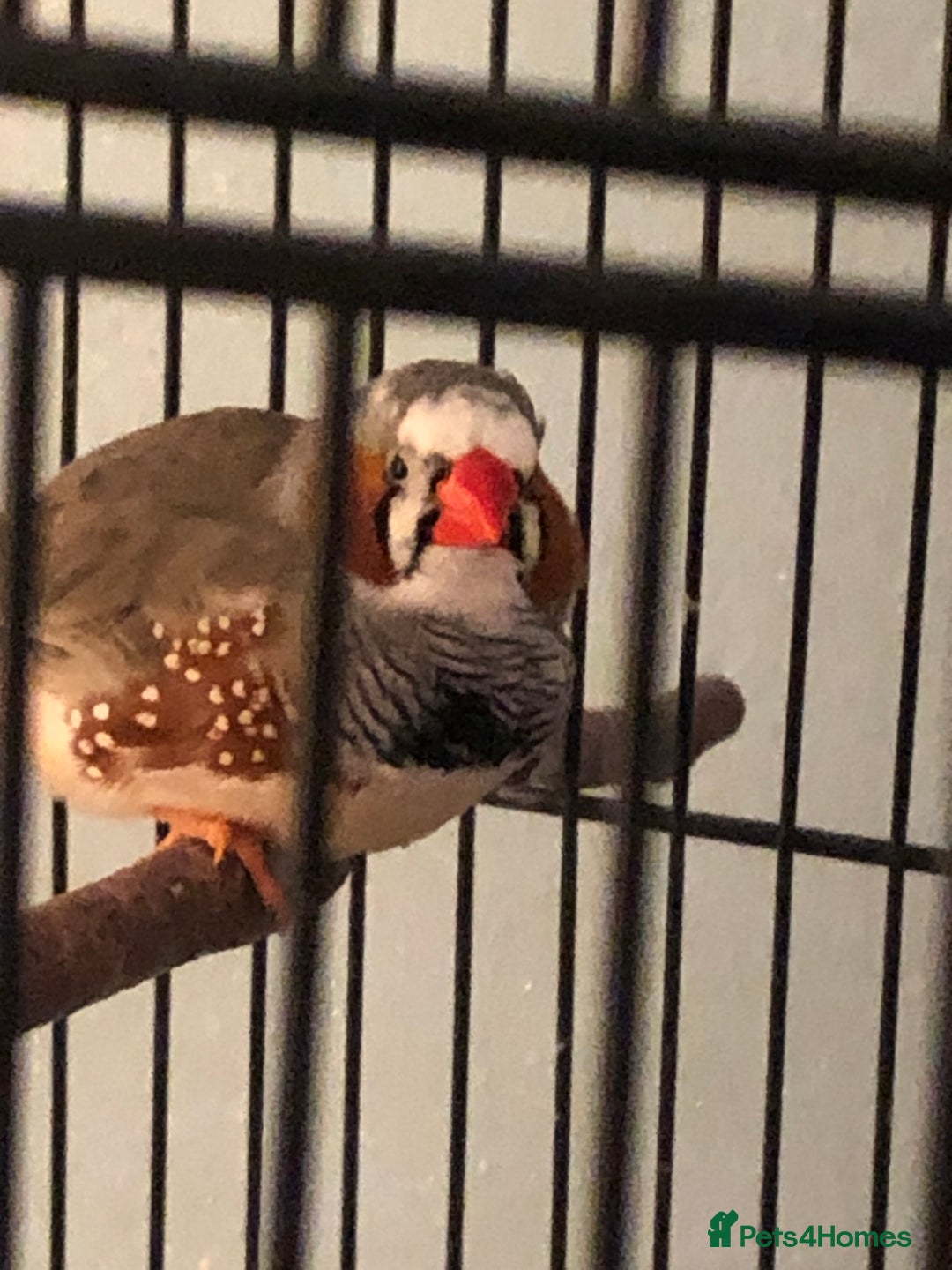 Finches birds for sale: Zebra finch needs a new home - Advert 2