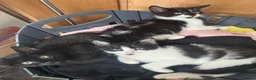 Mixed Breed cats for adoption: Beautiful Black & White Mixed Breed Kittens   in Lichfield - Advert 10