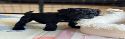 Australian Labradoodle dogs for sale: Australian labradoodle puppy Medium - Advert 4