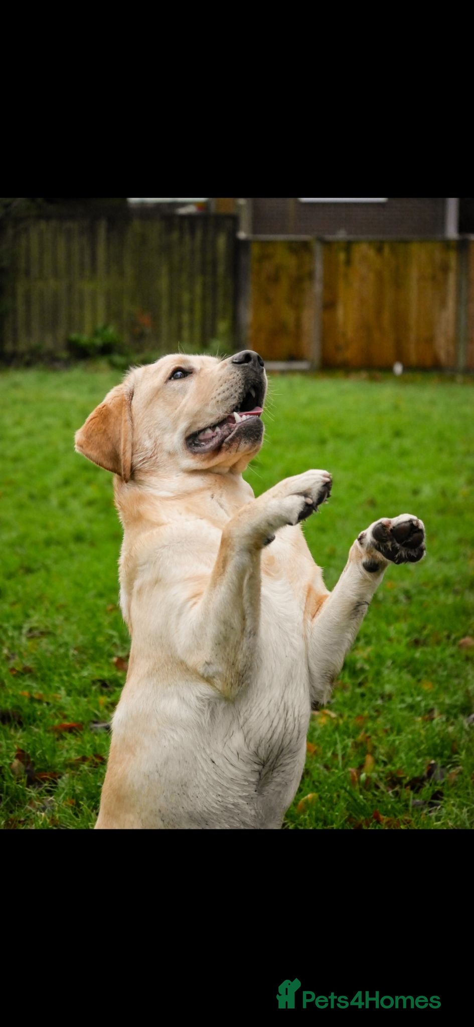 Labrador Retriever dogs Golden Labrador Puppies - Advert 2