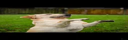 Labrador Retriever dogs for sale: Golden Labrador Puppies - Advert 2