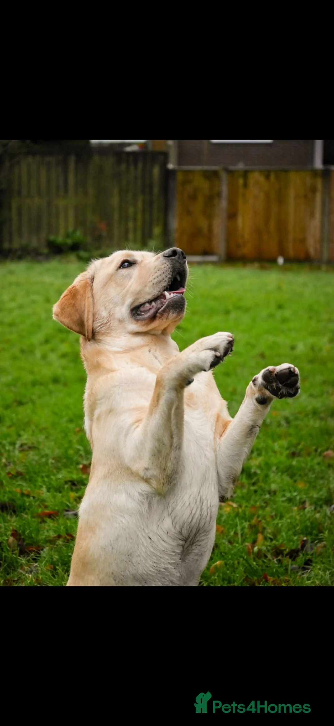 Labrador Retriever dogs for sale: Golden Labrador Puppies - Advert 2